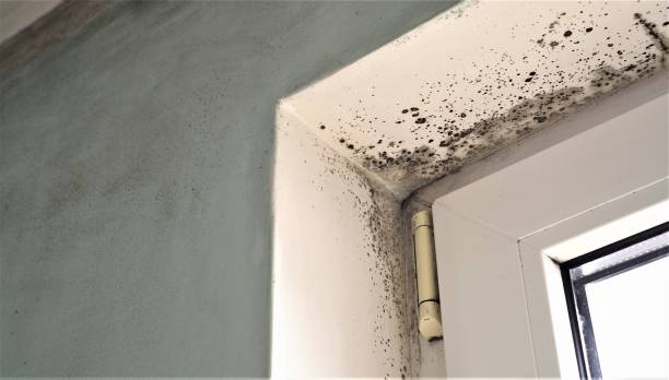 Mold Documentation for Insurance Claims in Trumansburg, NY