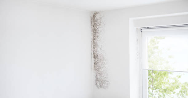 Best Crawl Space Mold Remediation  in Trumansburg, NY